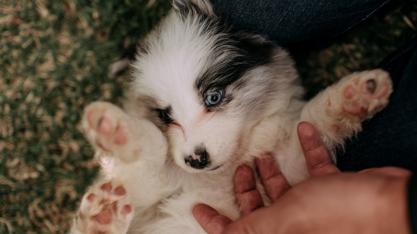 A fluffy puppy with blue eyes lies on its back.