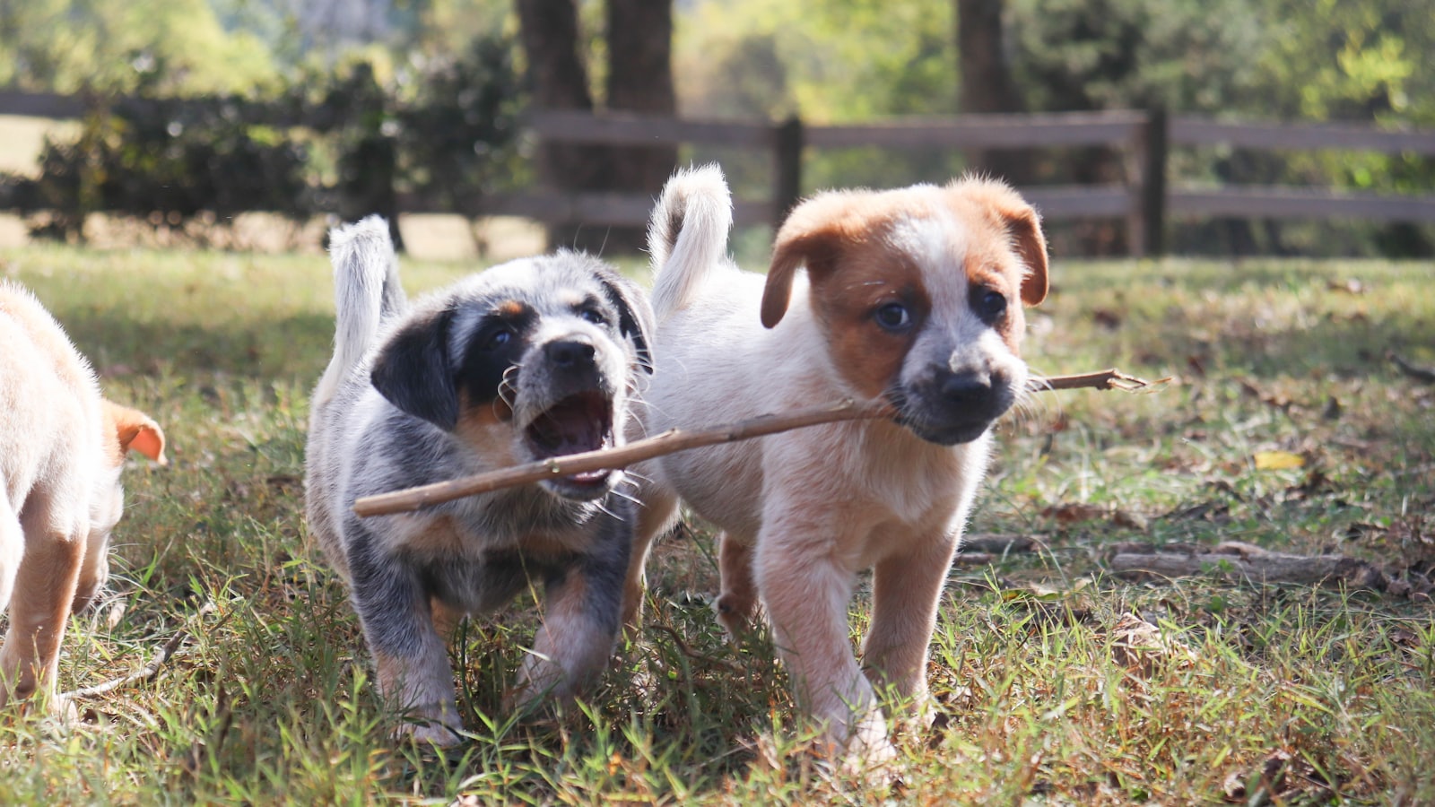 Two puppies carrying a stick in a grassy field.