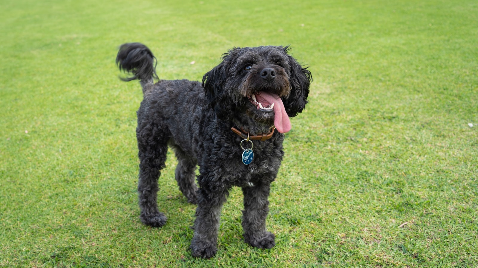 a black dog standing on top of a lush green field
