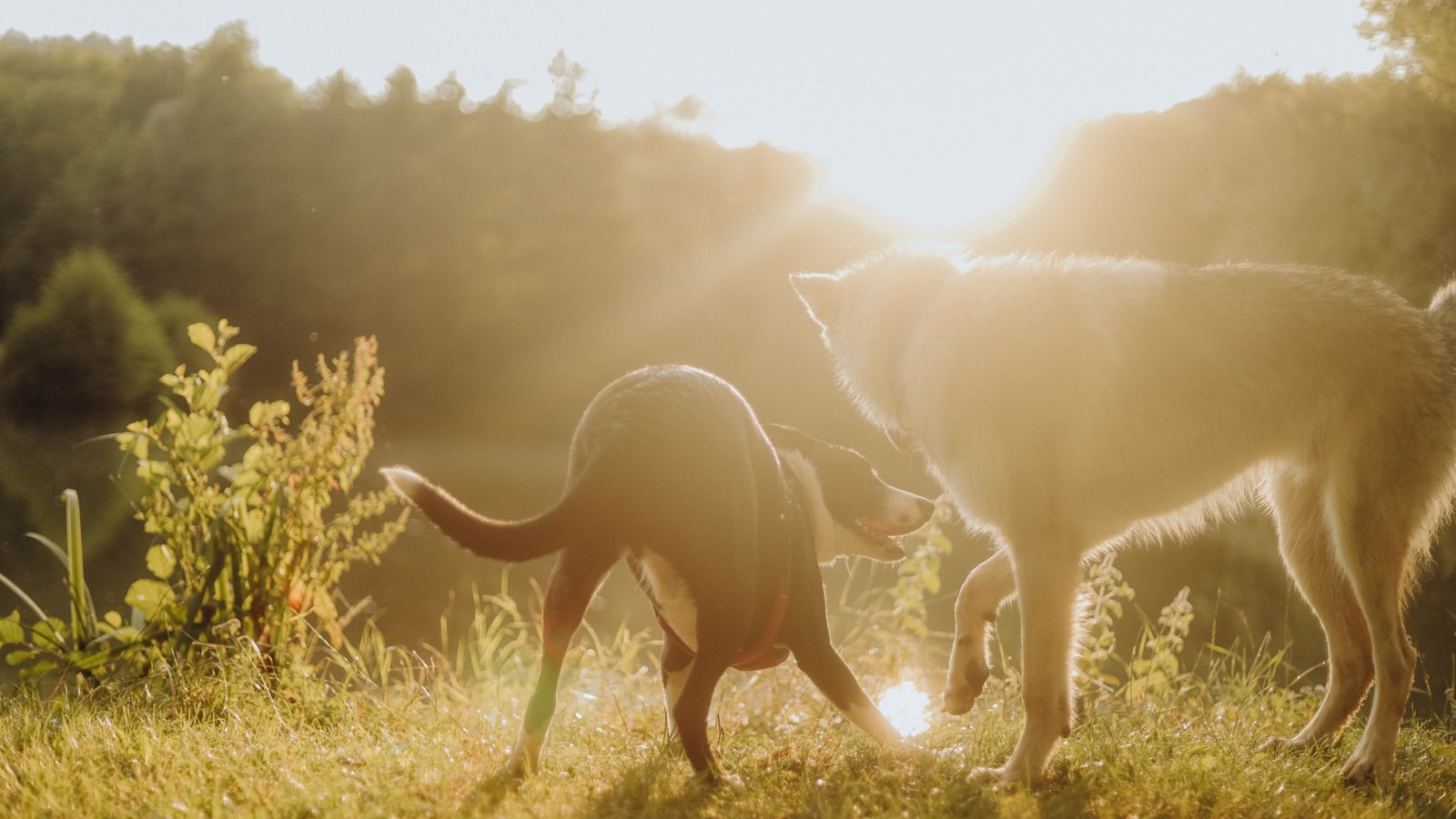 A couple of dogs standing on top of a lush green field