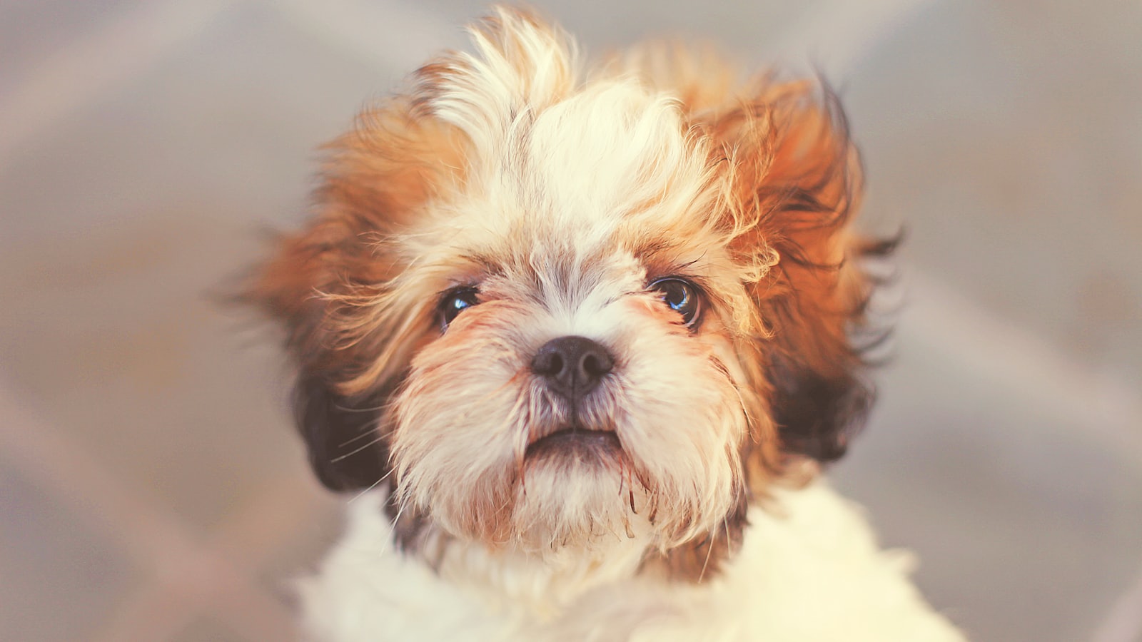 white and brown shih tzu puppy
