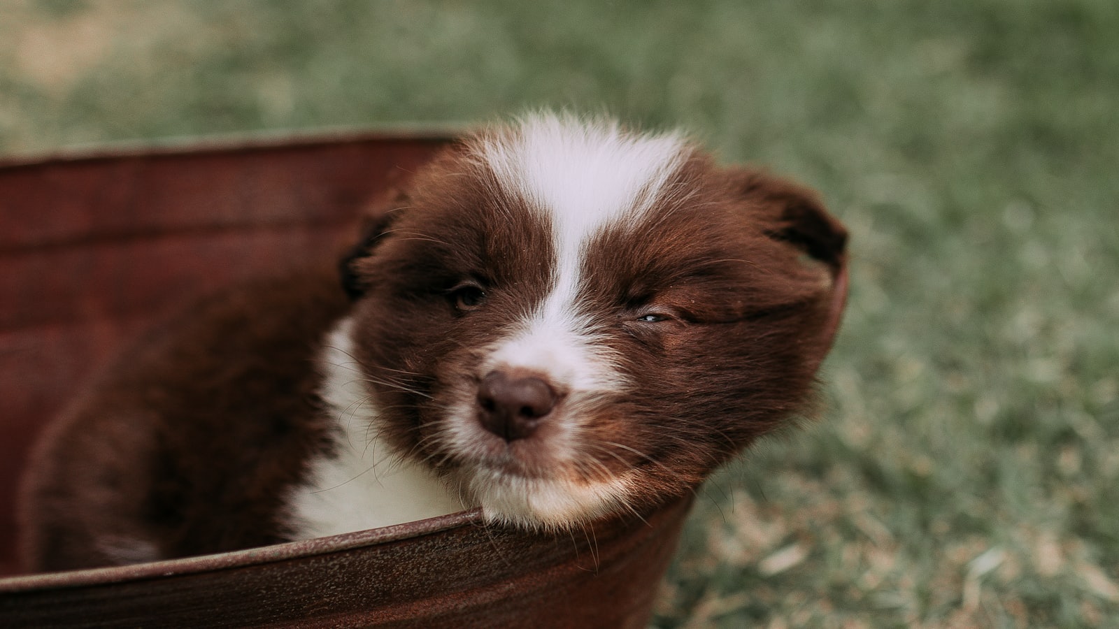 A sleepy brown and white puppy in a rusty tub.