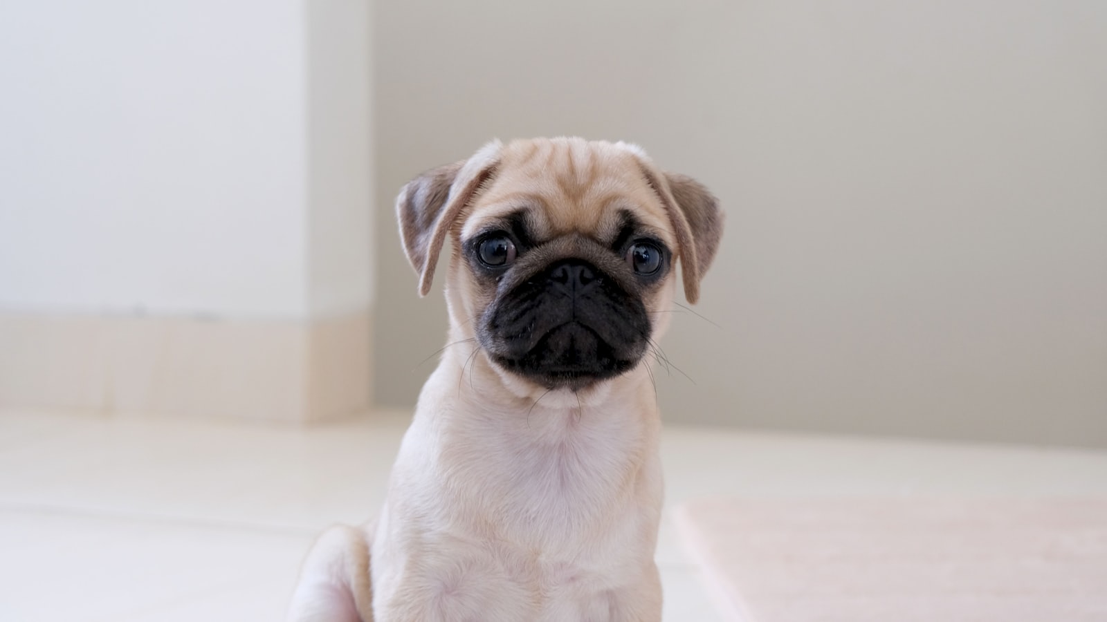 fawn pug on white floor