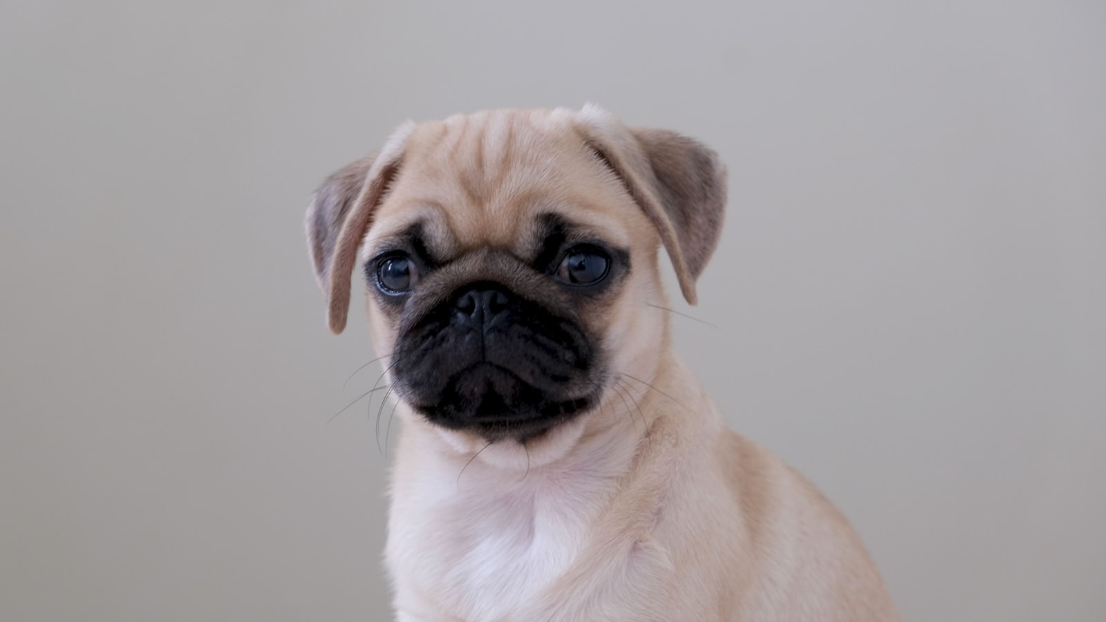 fawn pug sitting on floor