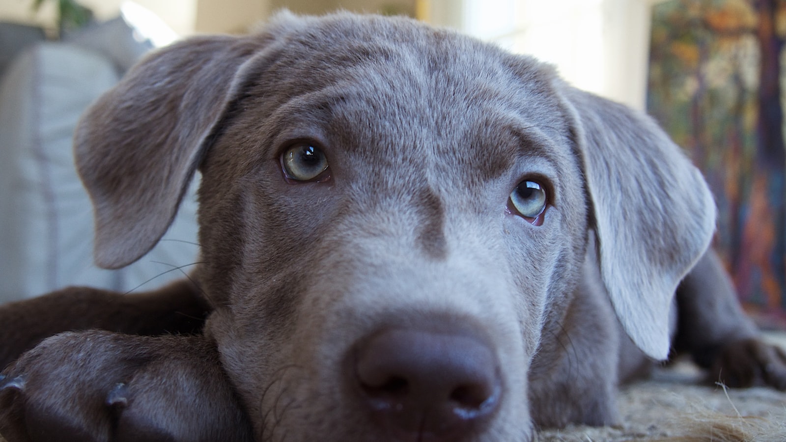 A dog laying on the floor in a living room