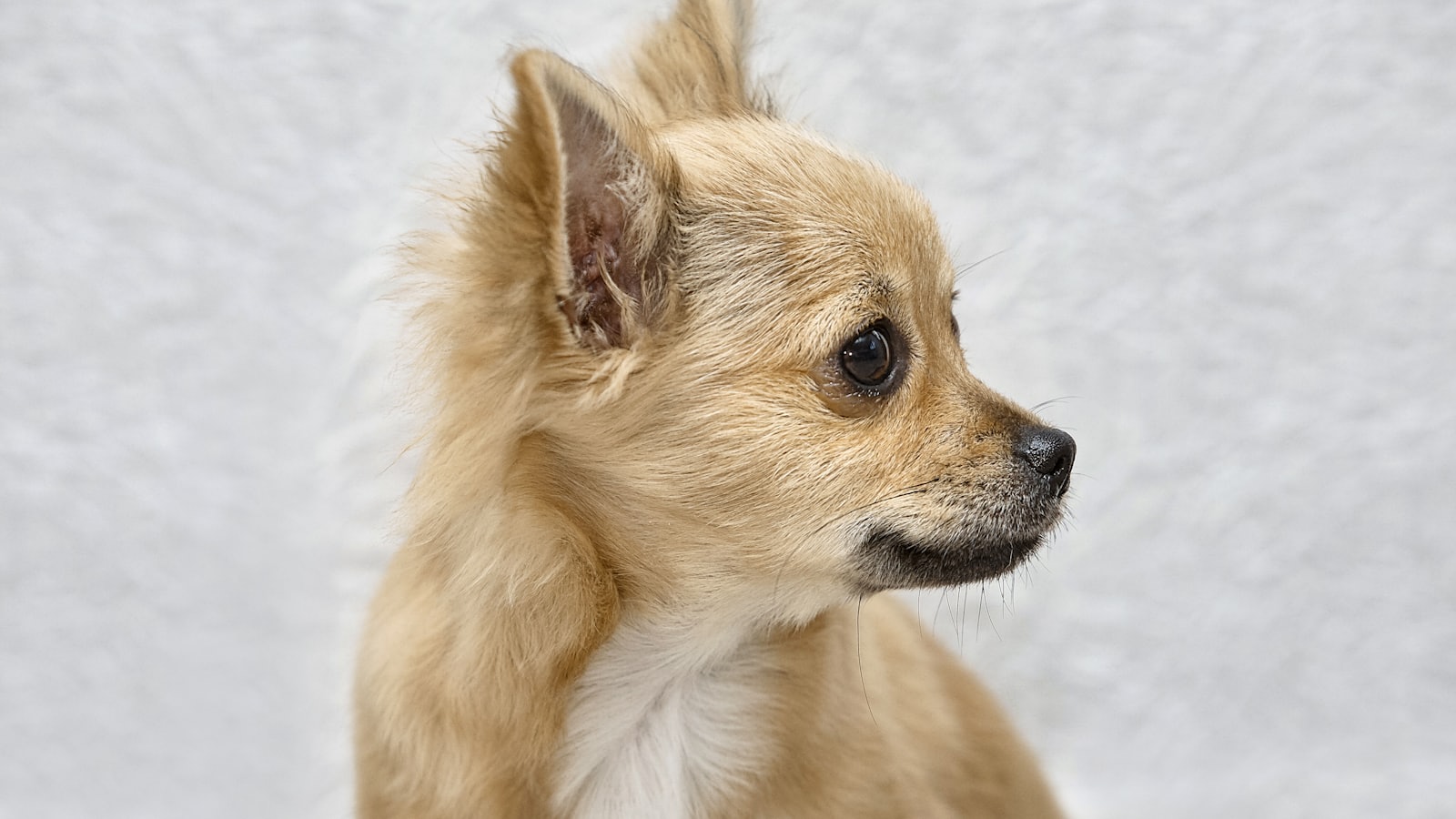 A small tan chihuahua dog looks to the right.