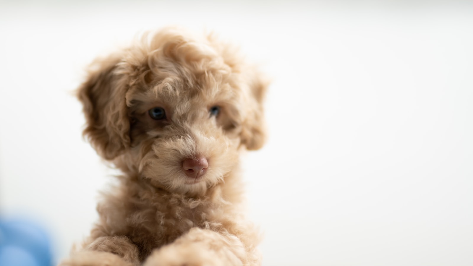 medium-coated tan puppy on white textile