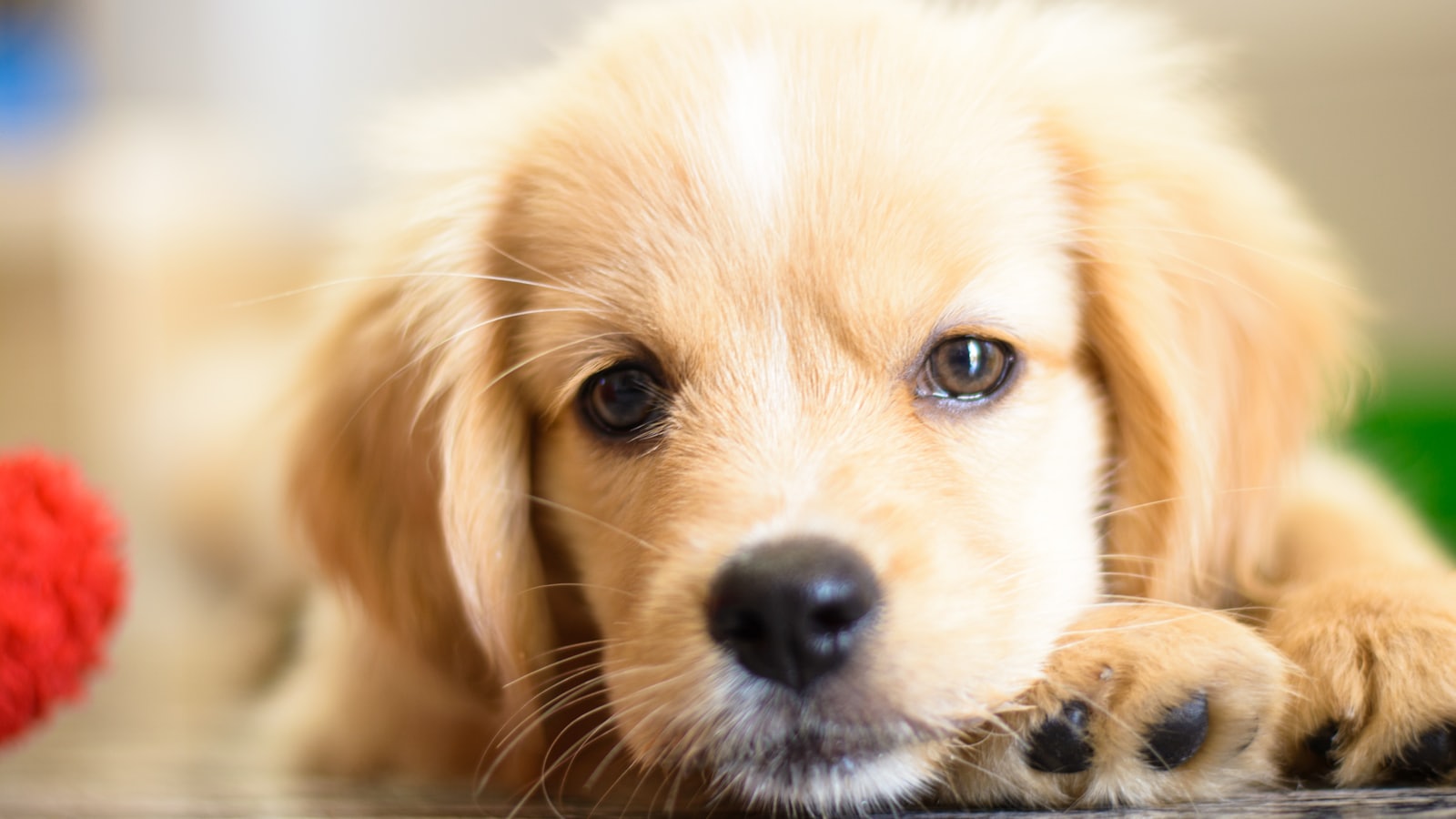 a close up of a dog laying on the floor