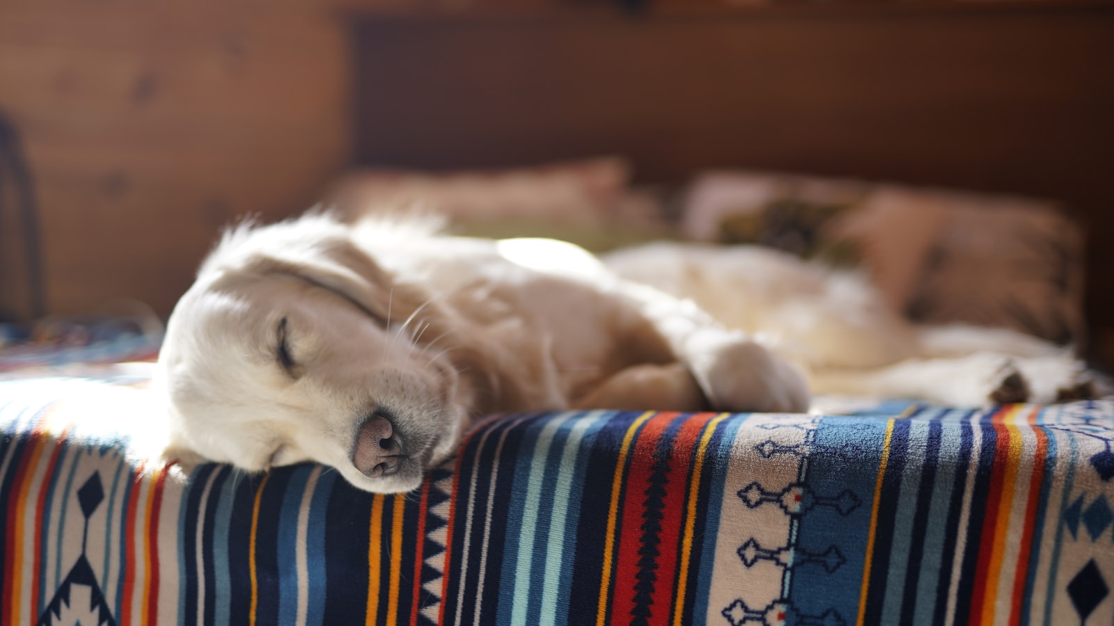 pet dog laying on bed