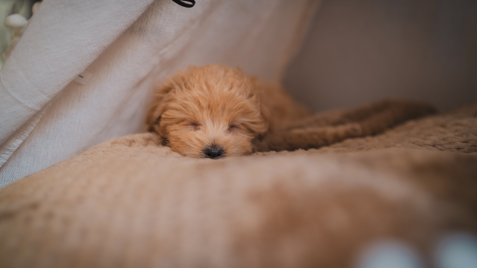 brown long coated small dog lying on white textile