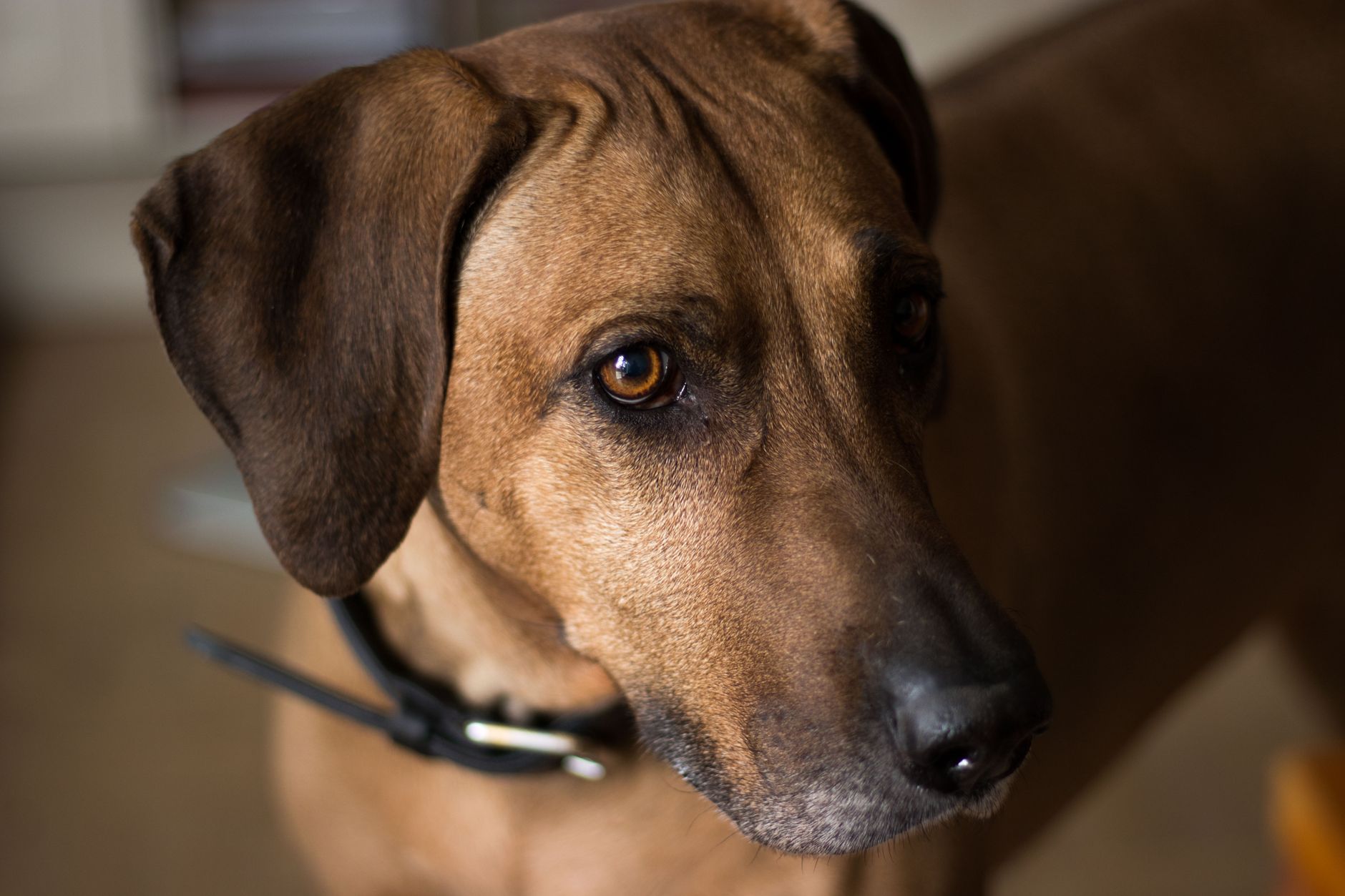 A Rhodesian Ridgeback dog