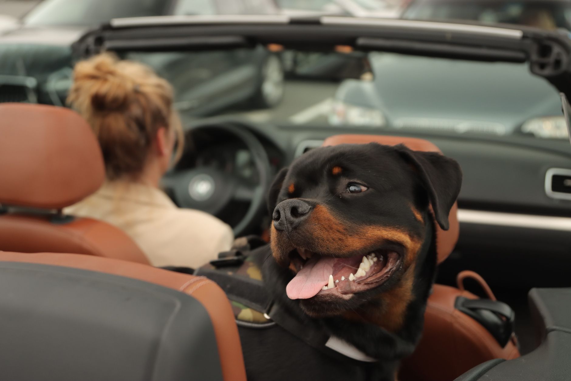A Rottweiler dog