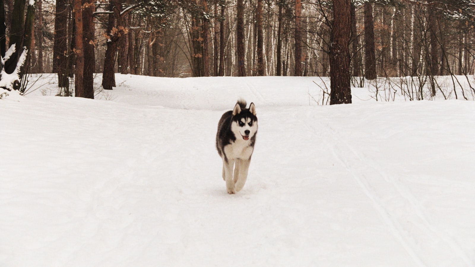 devil mask Siberian Husky running on snow covered road