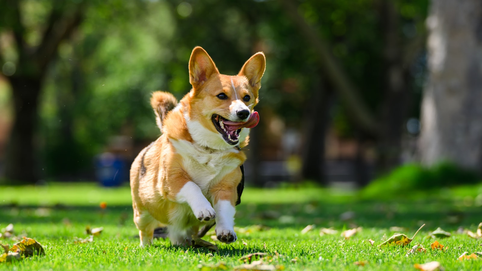 A corgi running in the grass with its mouth open