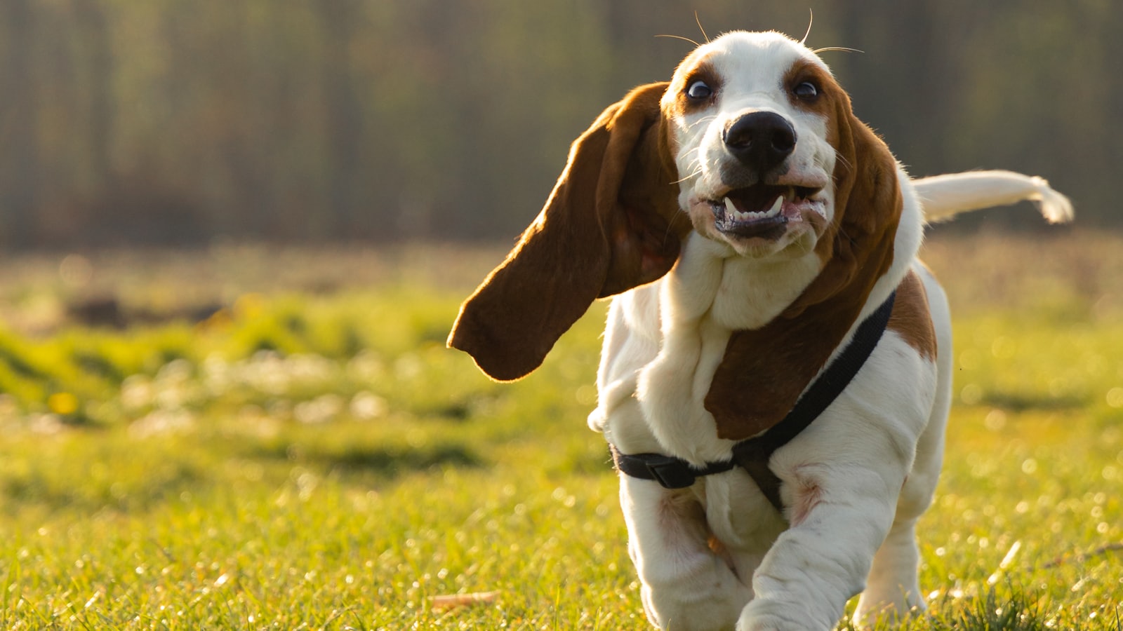brown and white short coated dog on green grass field during daytime