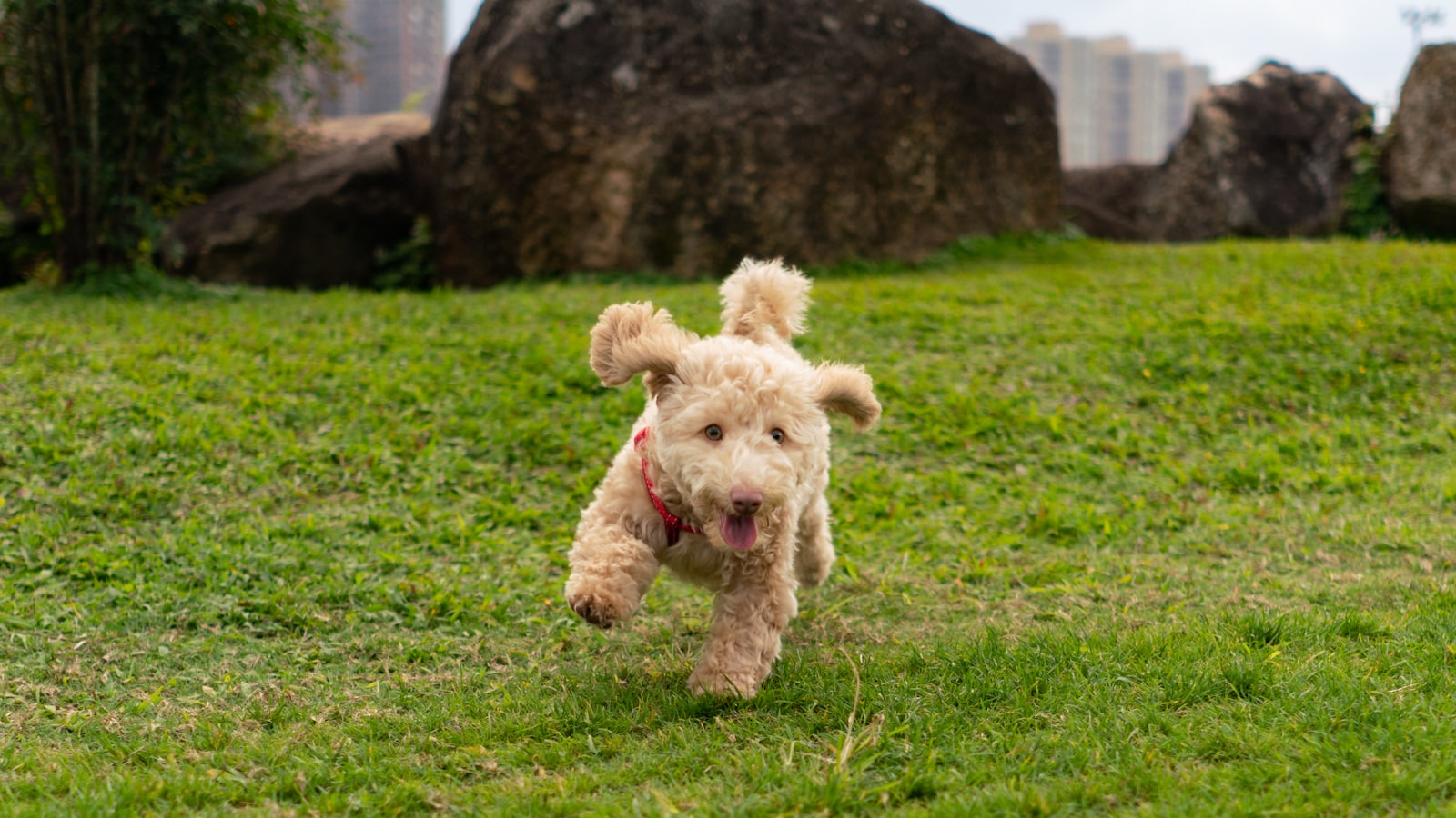 curly-coated brown puppy running on green field
