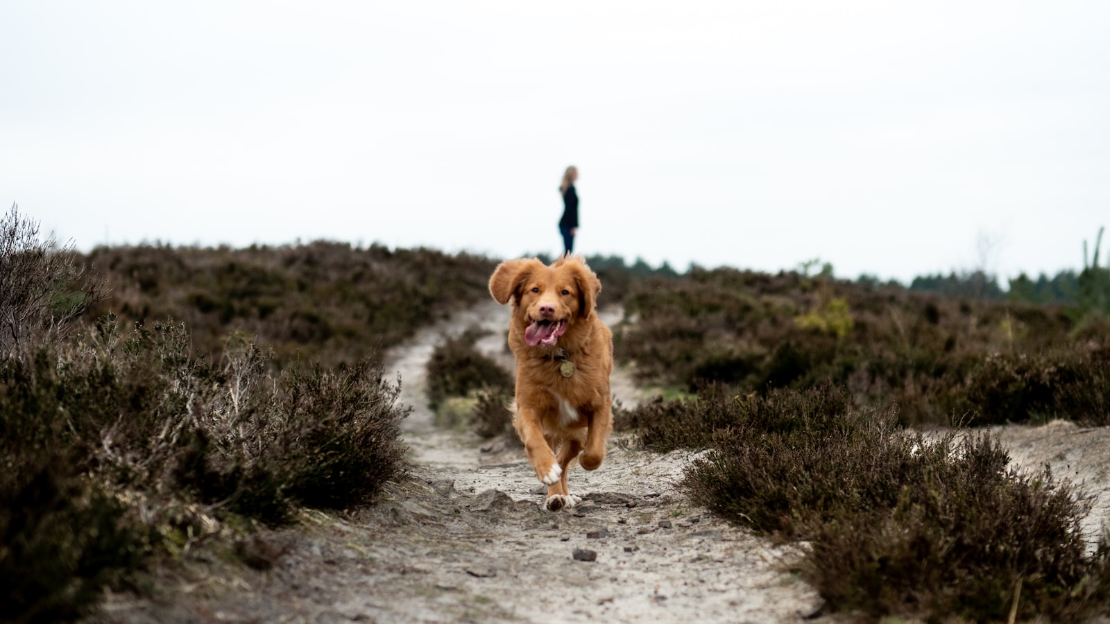 running brown dog on grey pathway at daytime