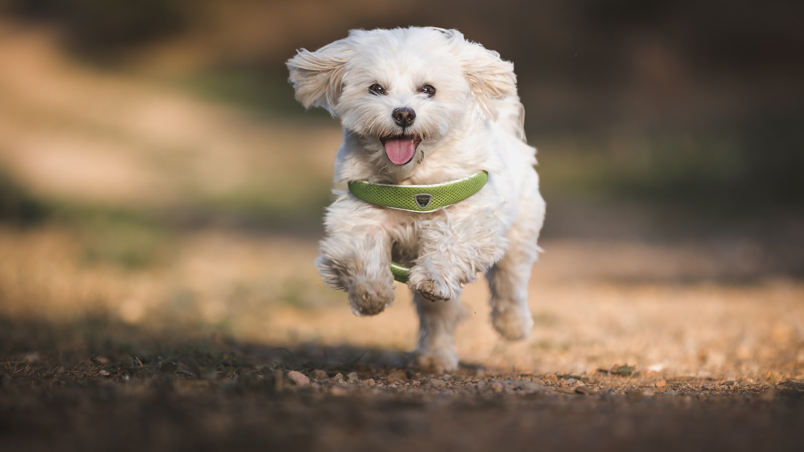 a dog running with a frisbee in its mouth