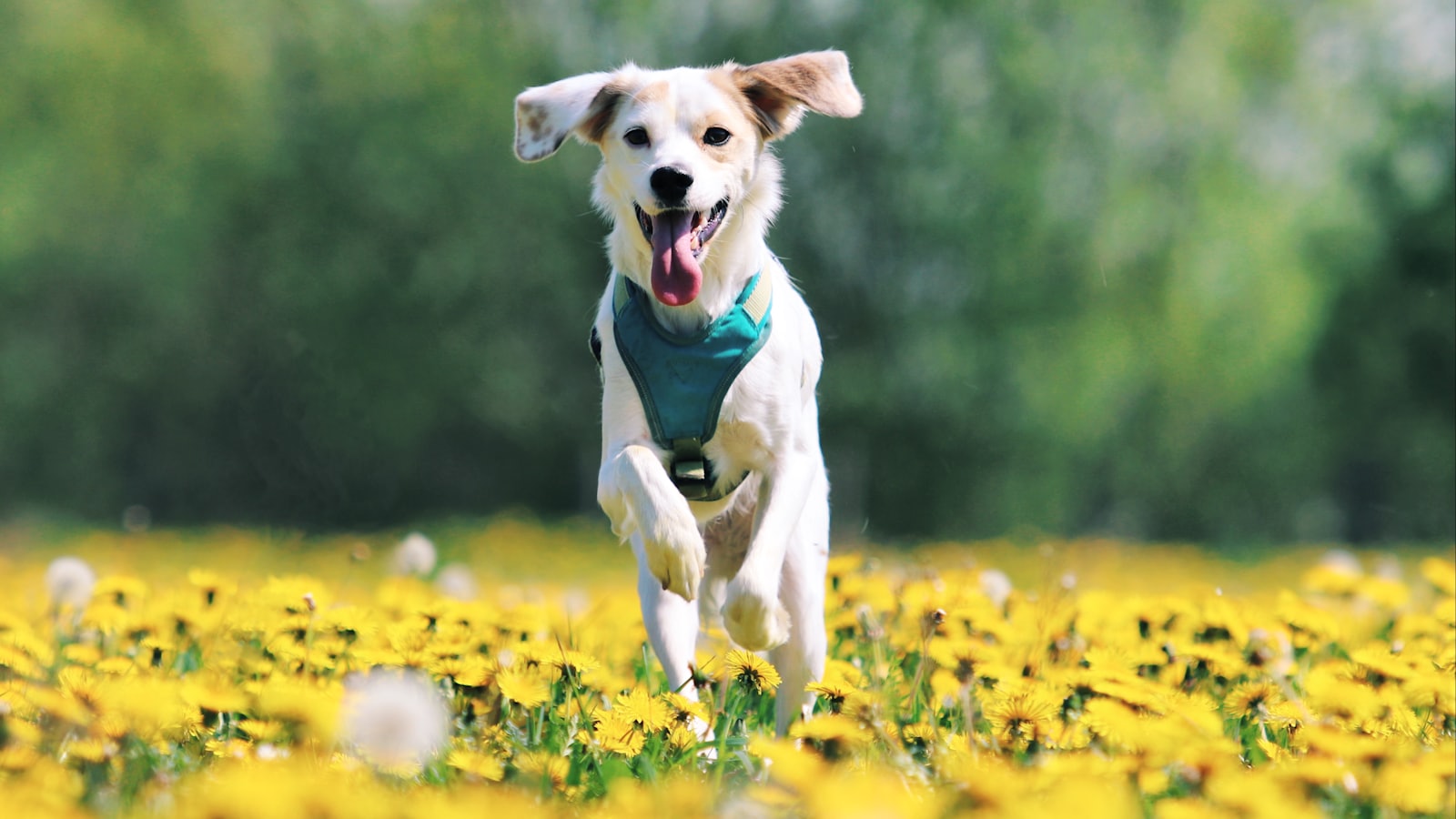 a dog running through a field of yellow flowers