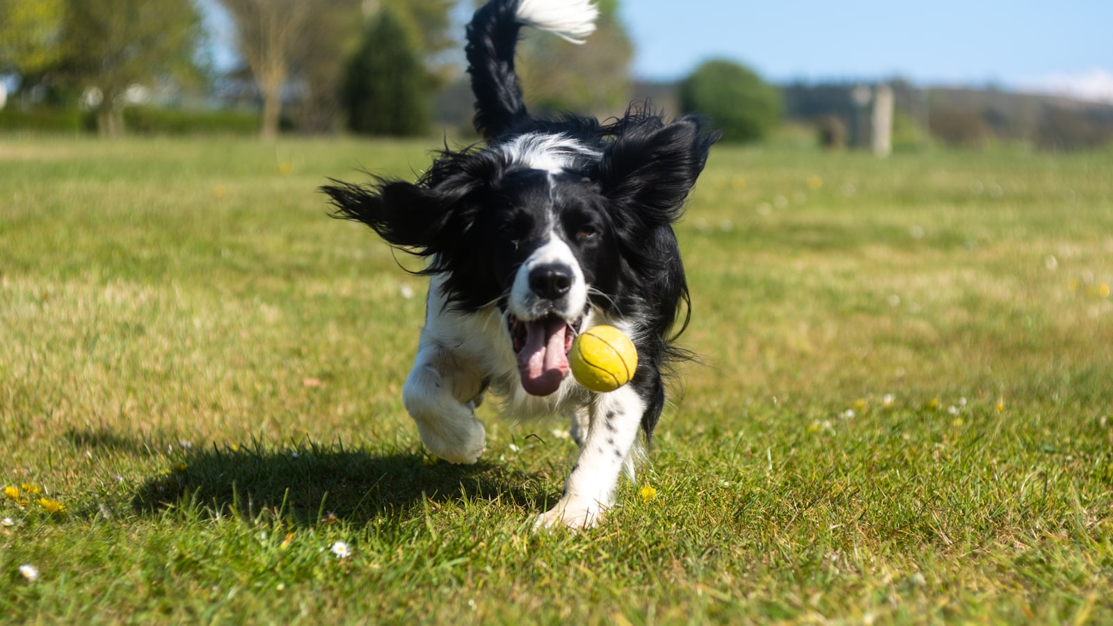 black and white border collie puppy playing with green ball on green grass field during daytime
