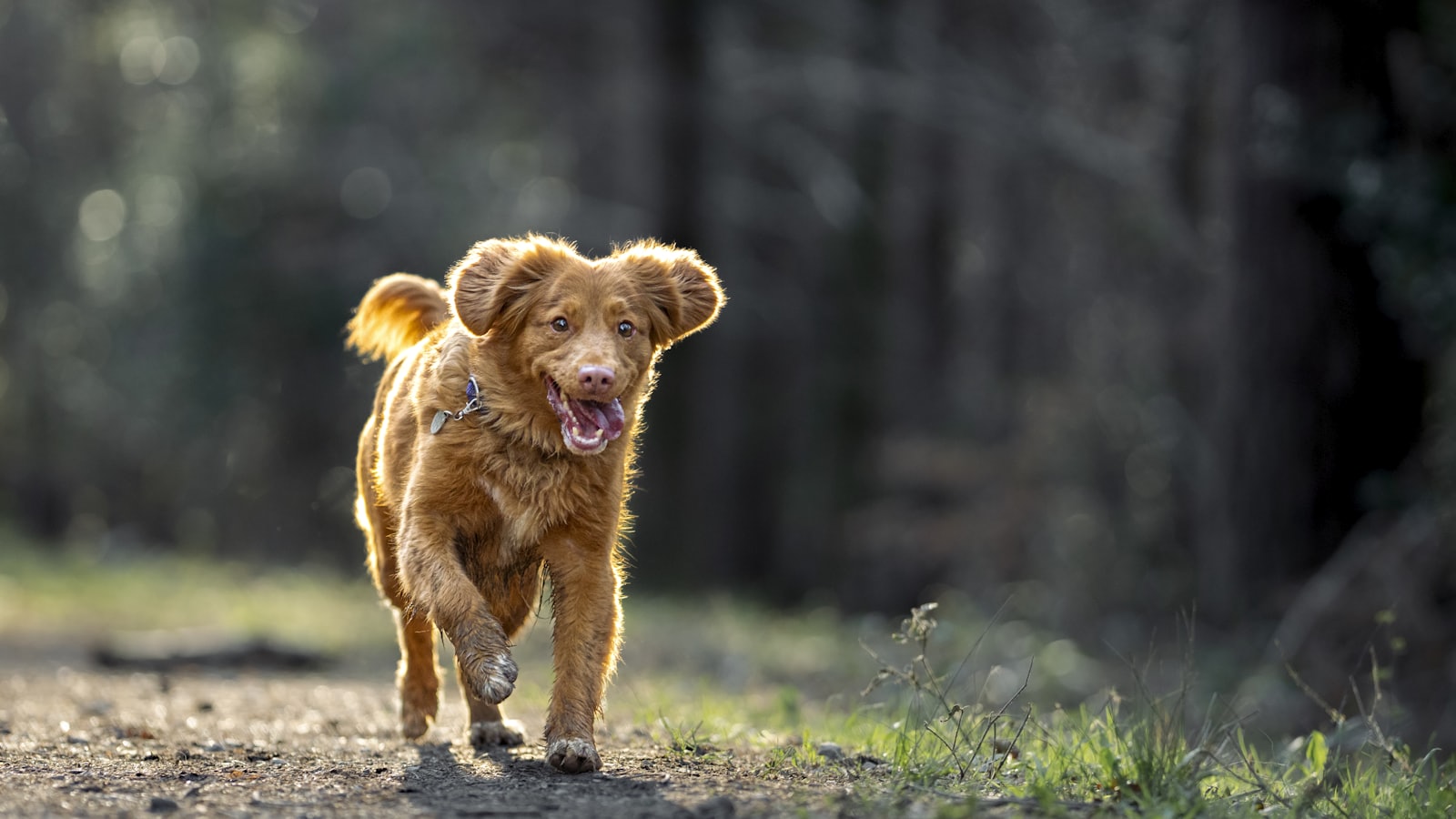 a small brown dog walking down a dirt road