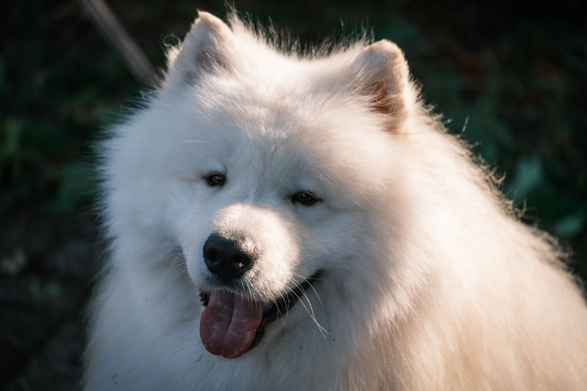 A Samoyed dog