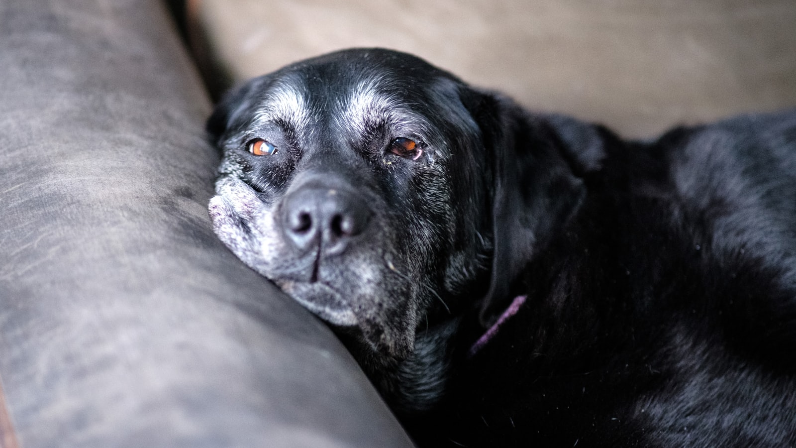a close up of a dog laying on a couch