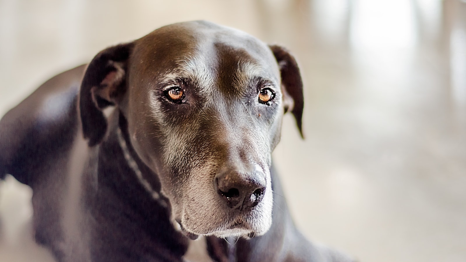 black short coat large dog