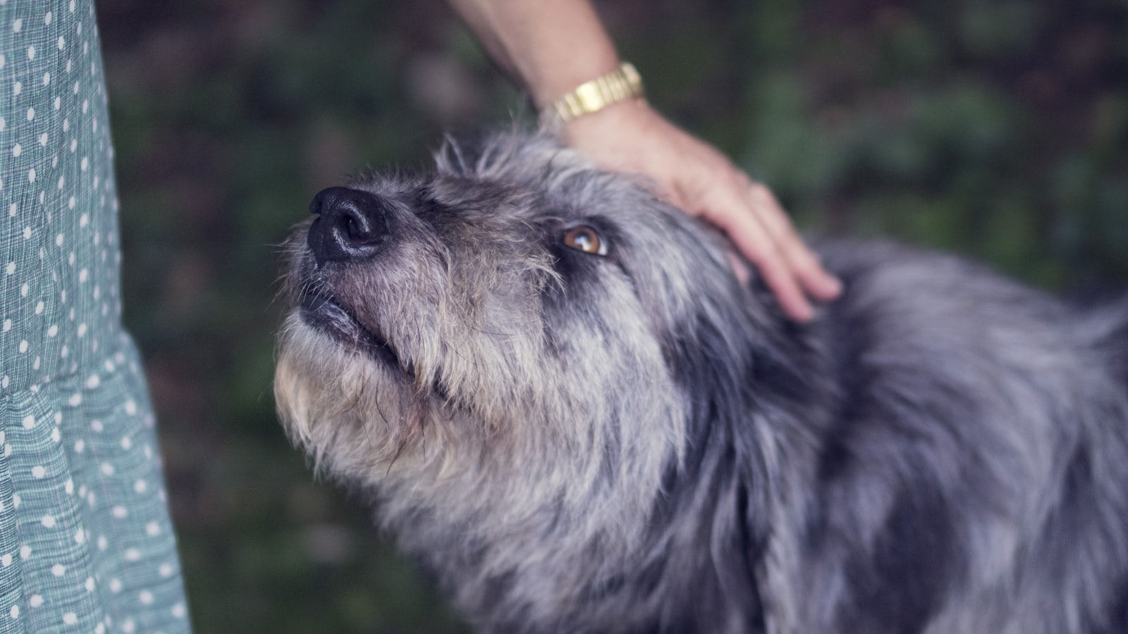 person petting black and white dog