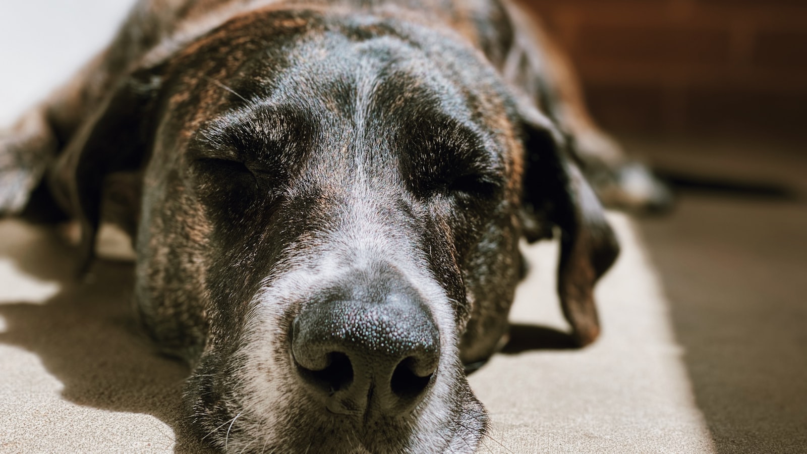 black and white short coated dog lying on brown carpet