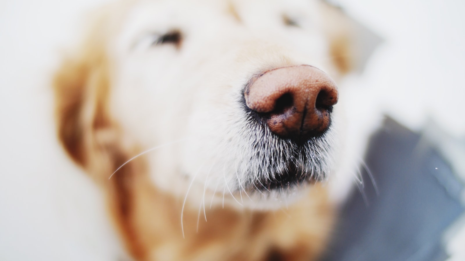 selective focus photo of tan and white dog nose