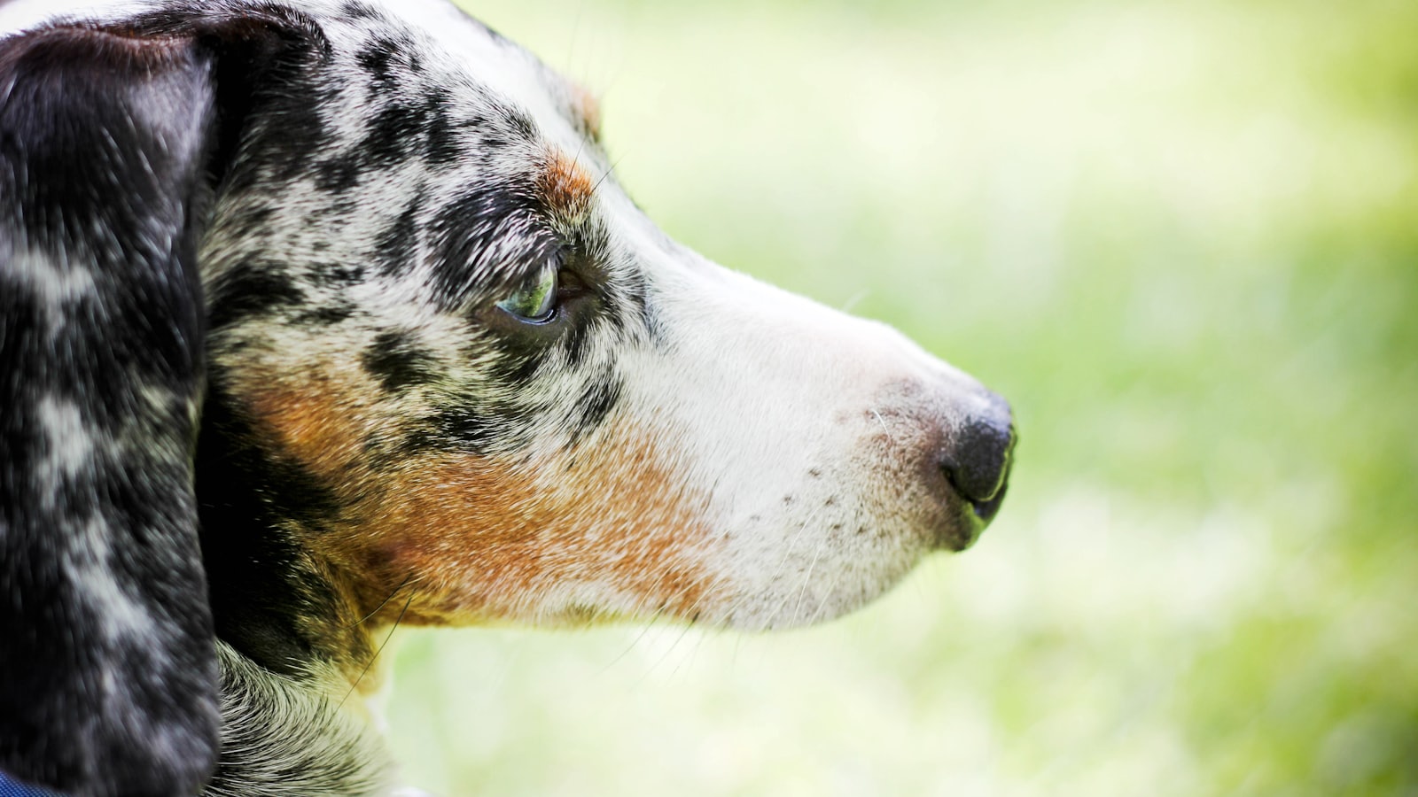 selective focus photography of short-coated black and white dog