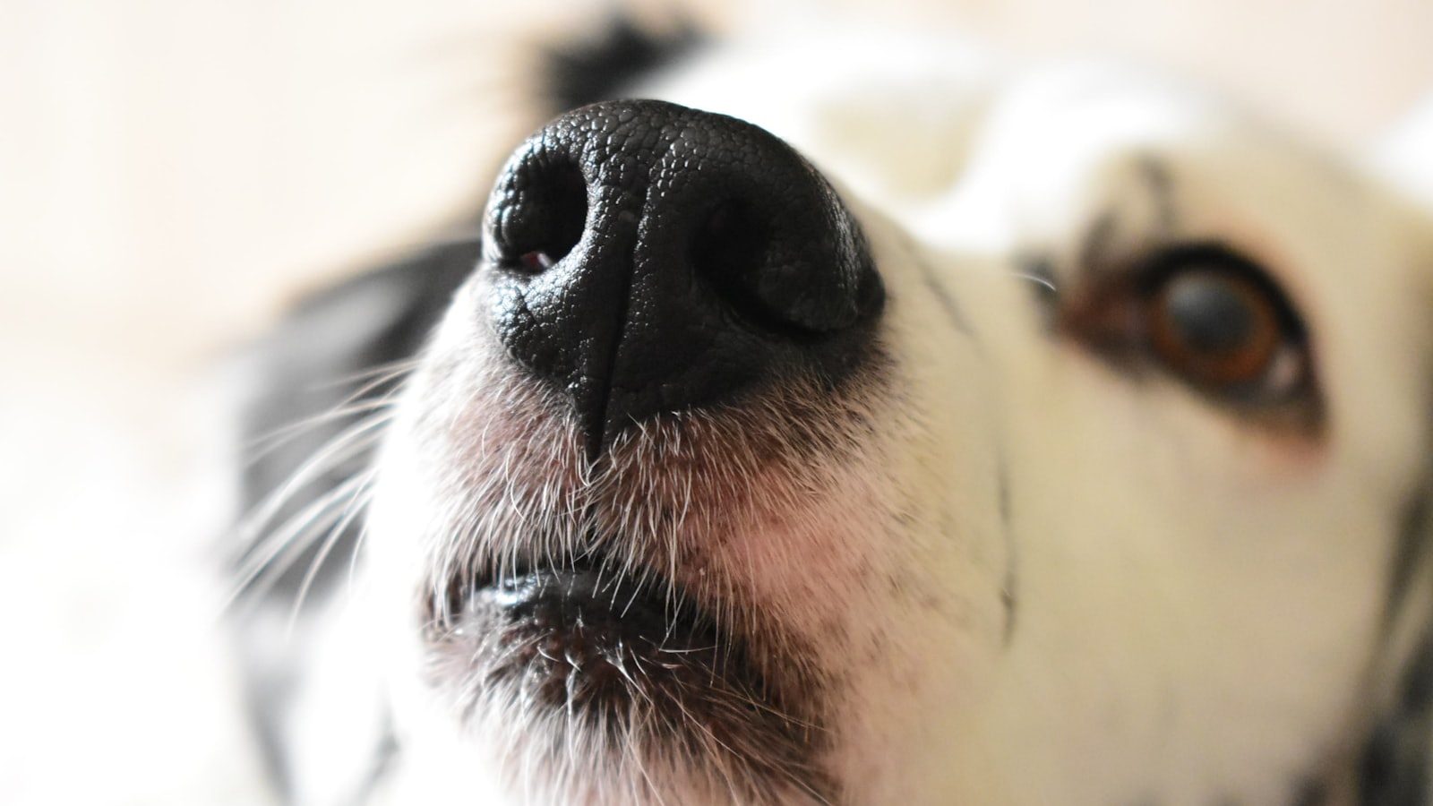 dog face