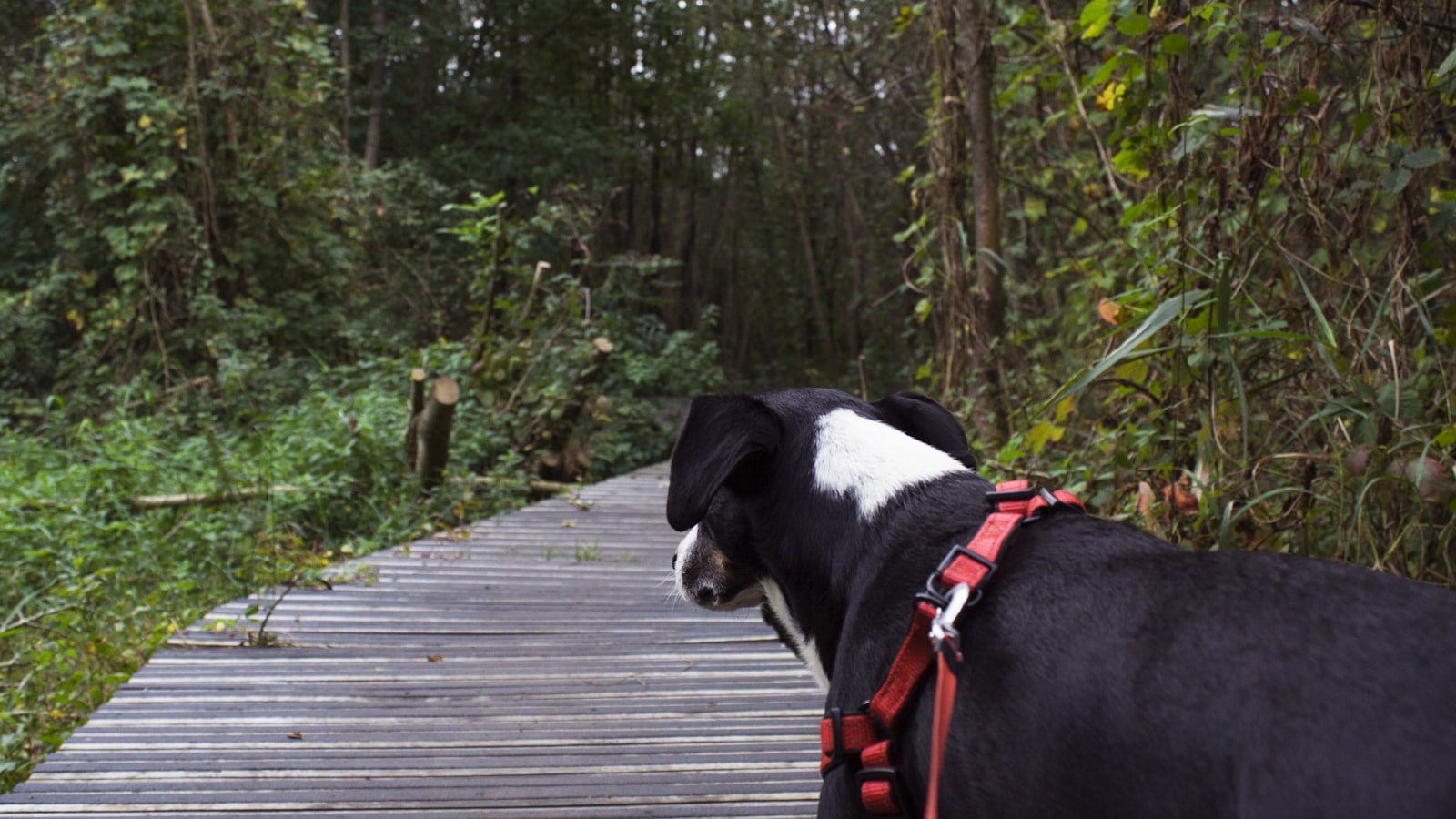 a black and white dog standing on a wooden walkway