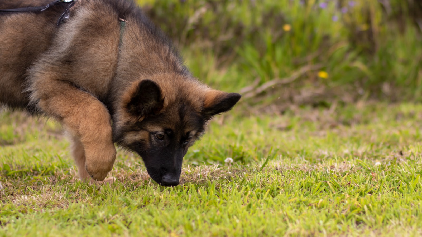 a dog walking on grass