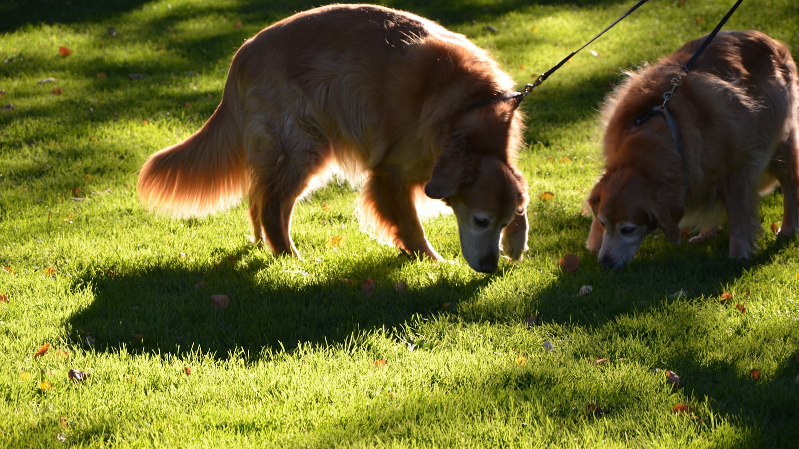 brown long coated dog on green grass field during daytime