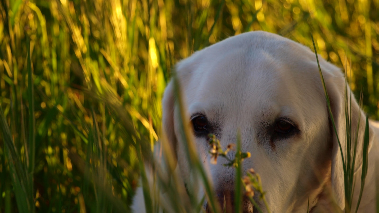 yellow labrador retriever on green grass field during daytime