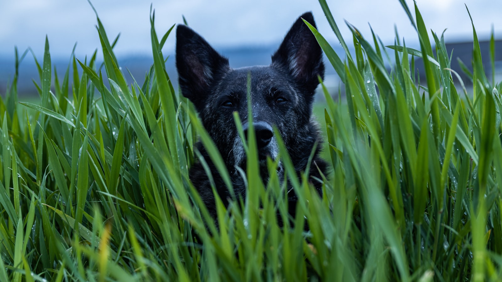 a black dog sitting in tall grass looking at the camera