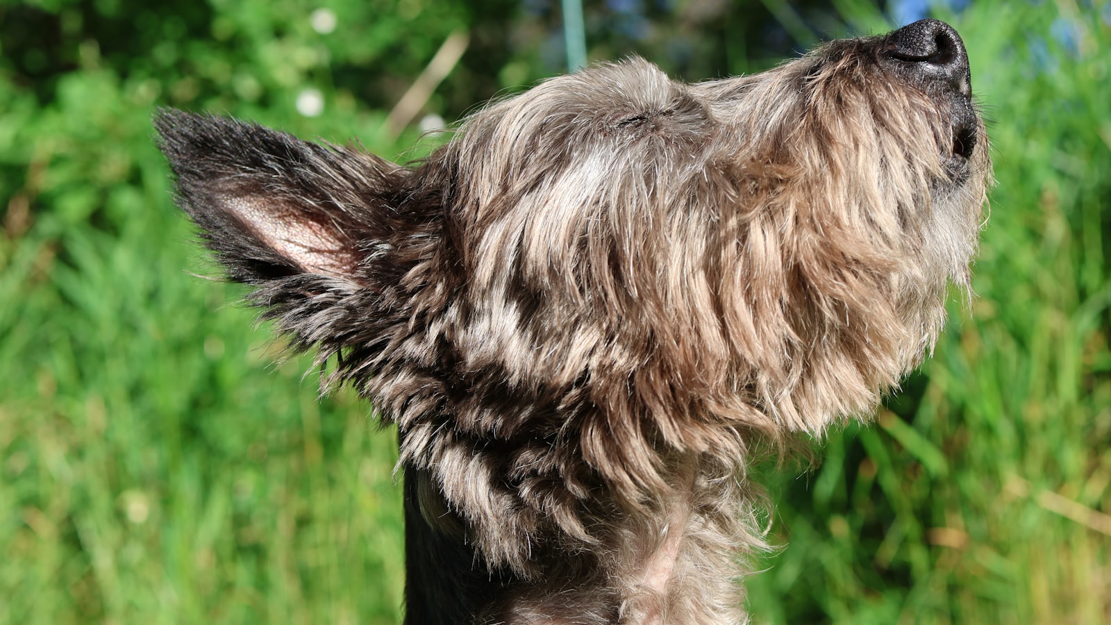 A shaggy dog looking up against a green background.