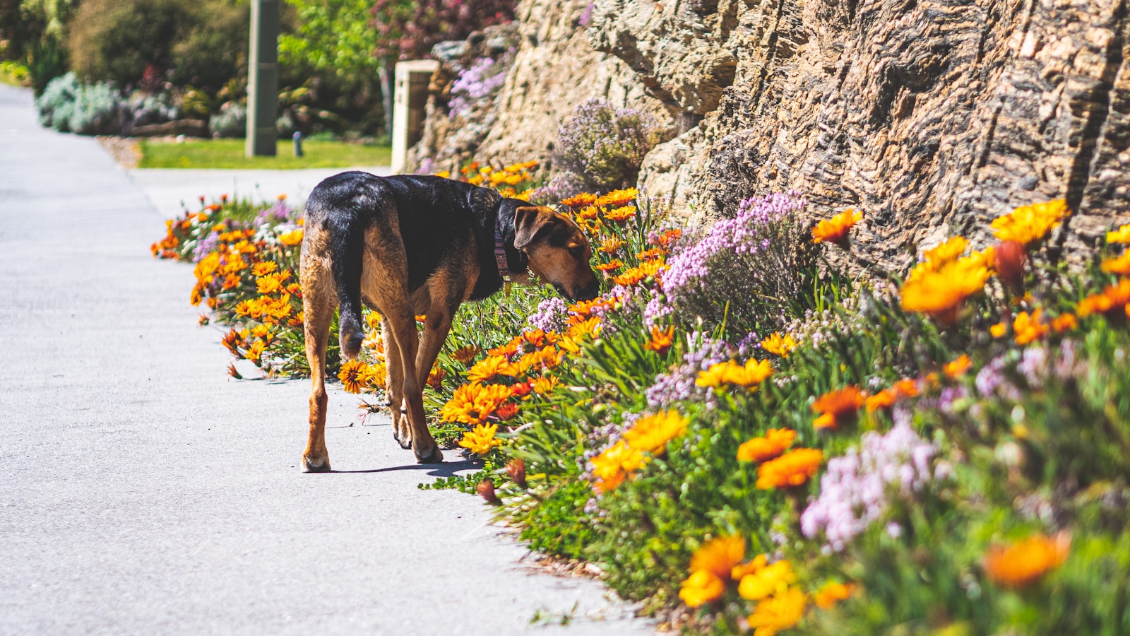 A dog walking down a sidewalk next to flowers