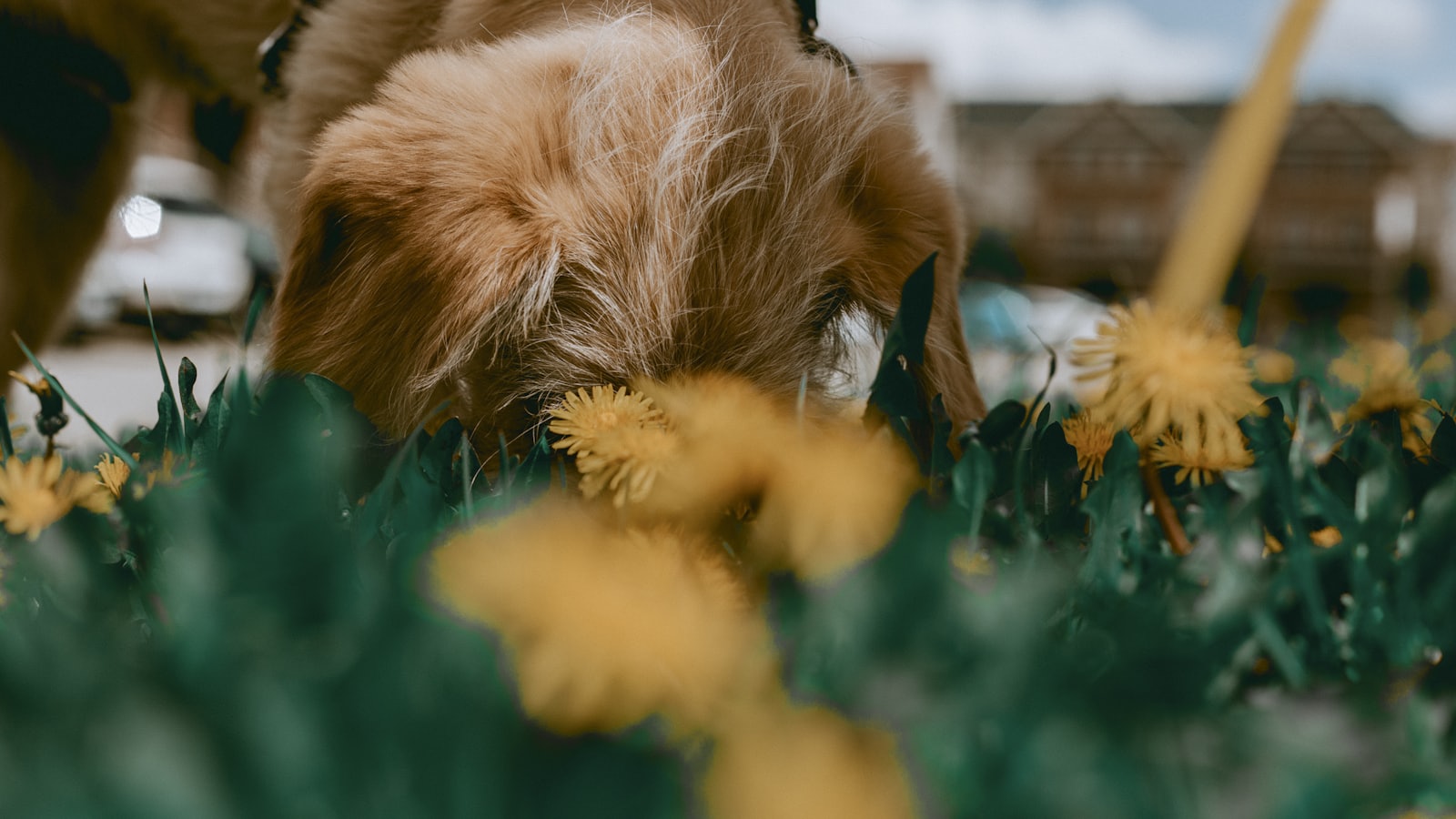 brown and white long coated dog on blue flowers