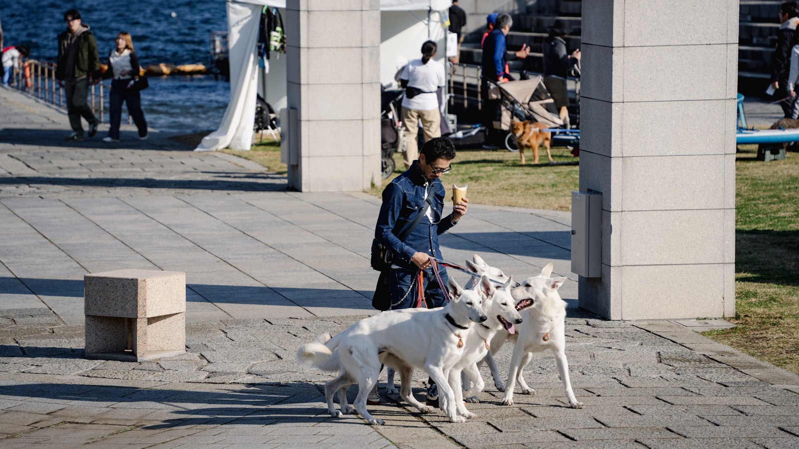 A person walks three white dogs on a paved path.