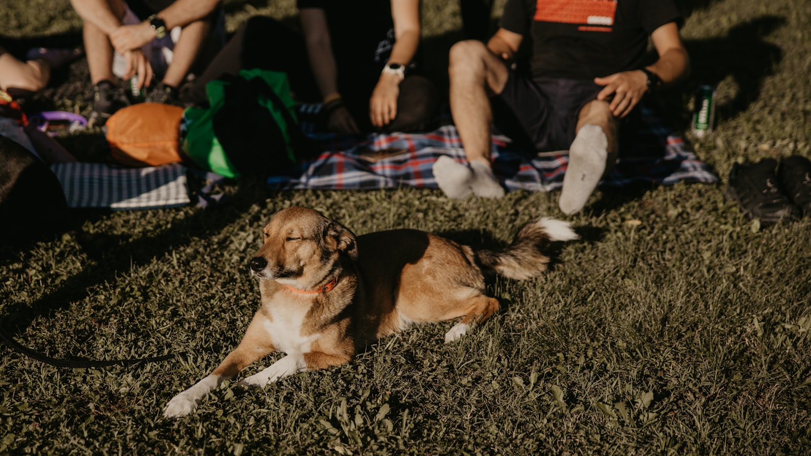 a dog lying on the grass