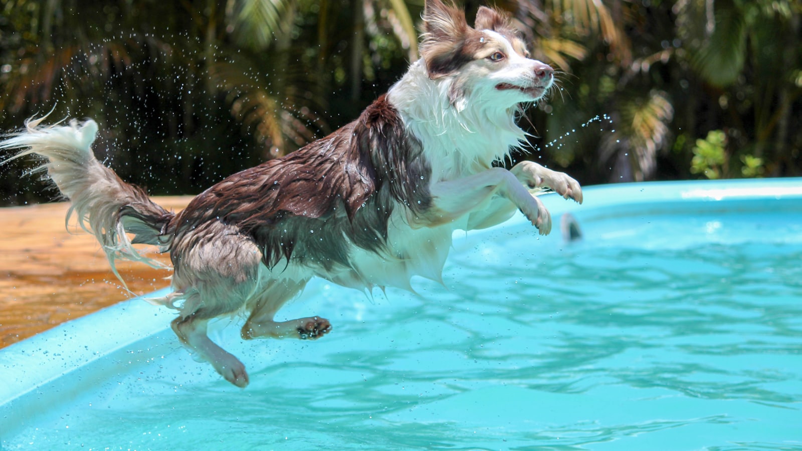 adult white and black border collie jumps to pool