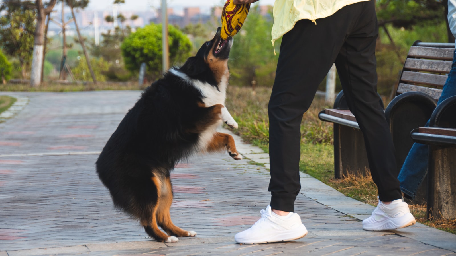 a dog jumping to catch a person
