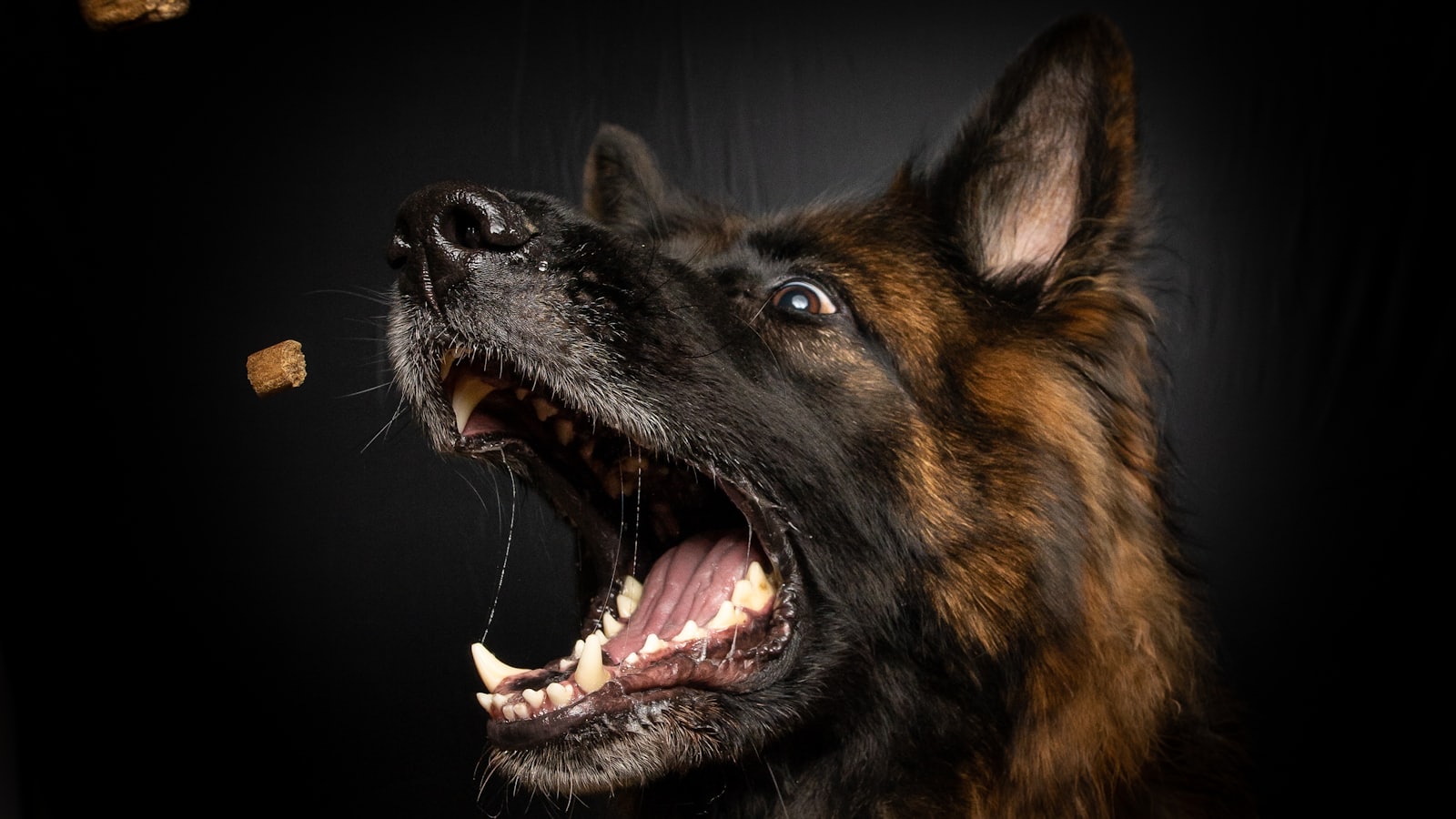 brown and black medium-coated dog opening mouth