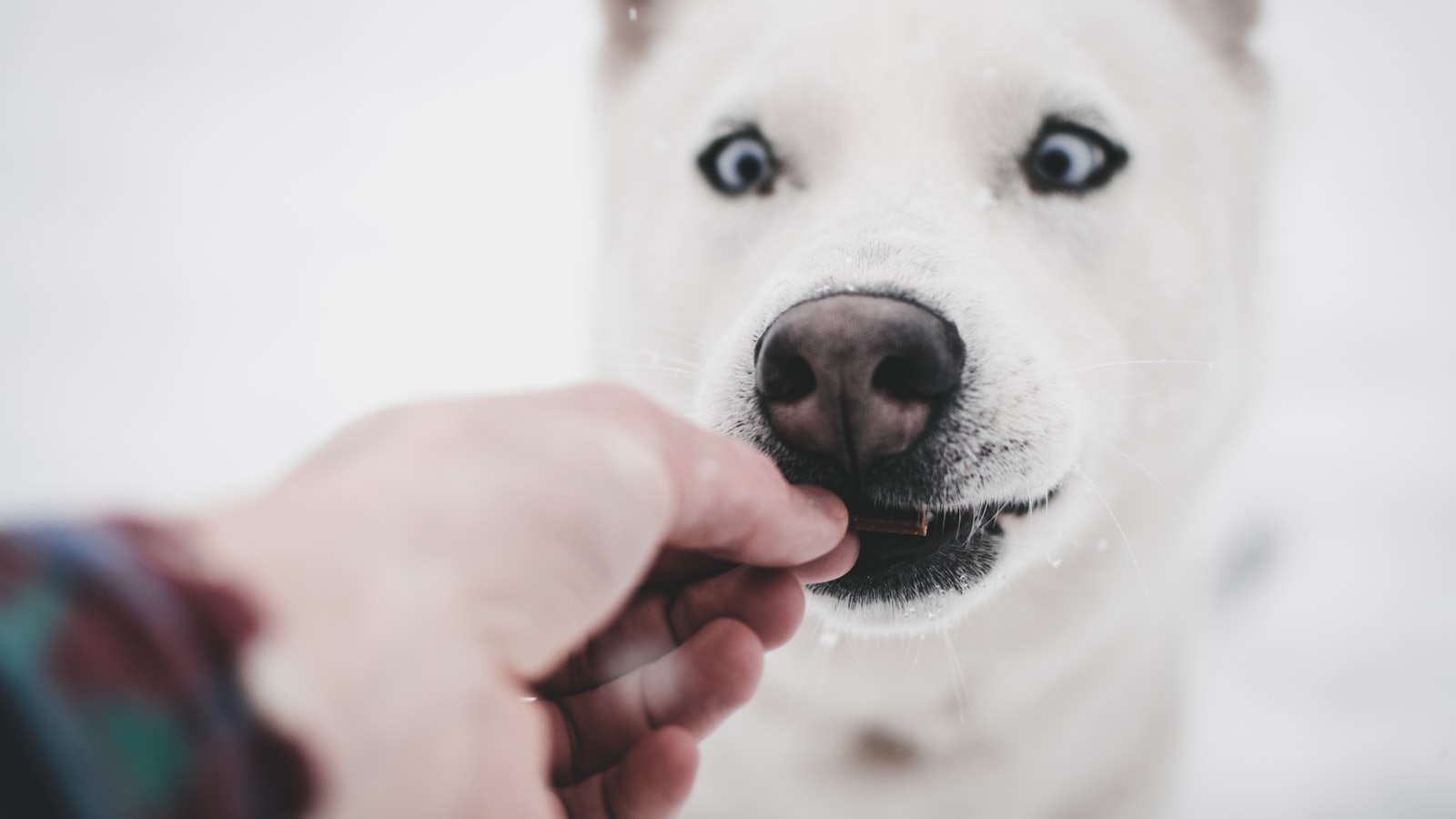 person feeding dog during daytime