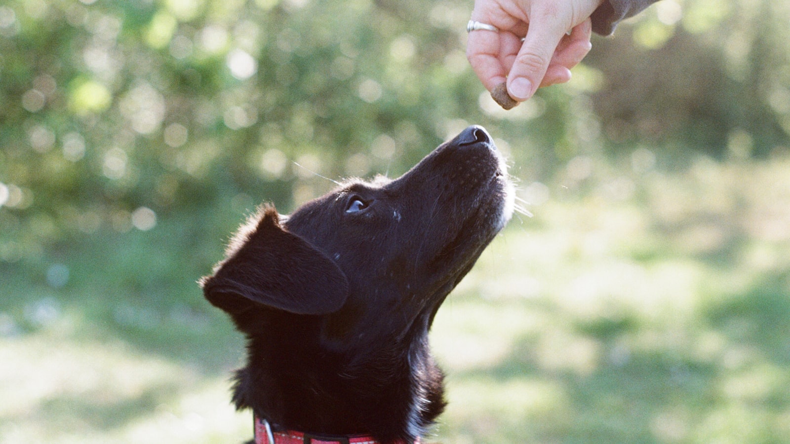 A black dog looks up at a treat.