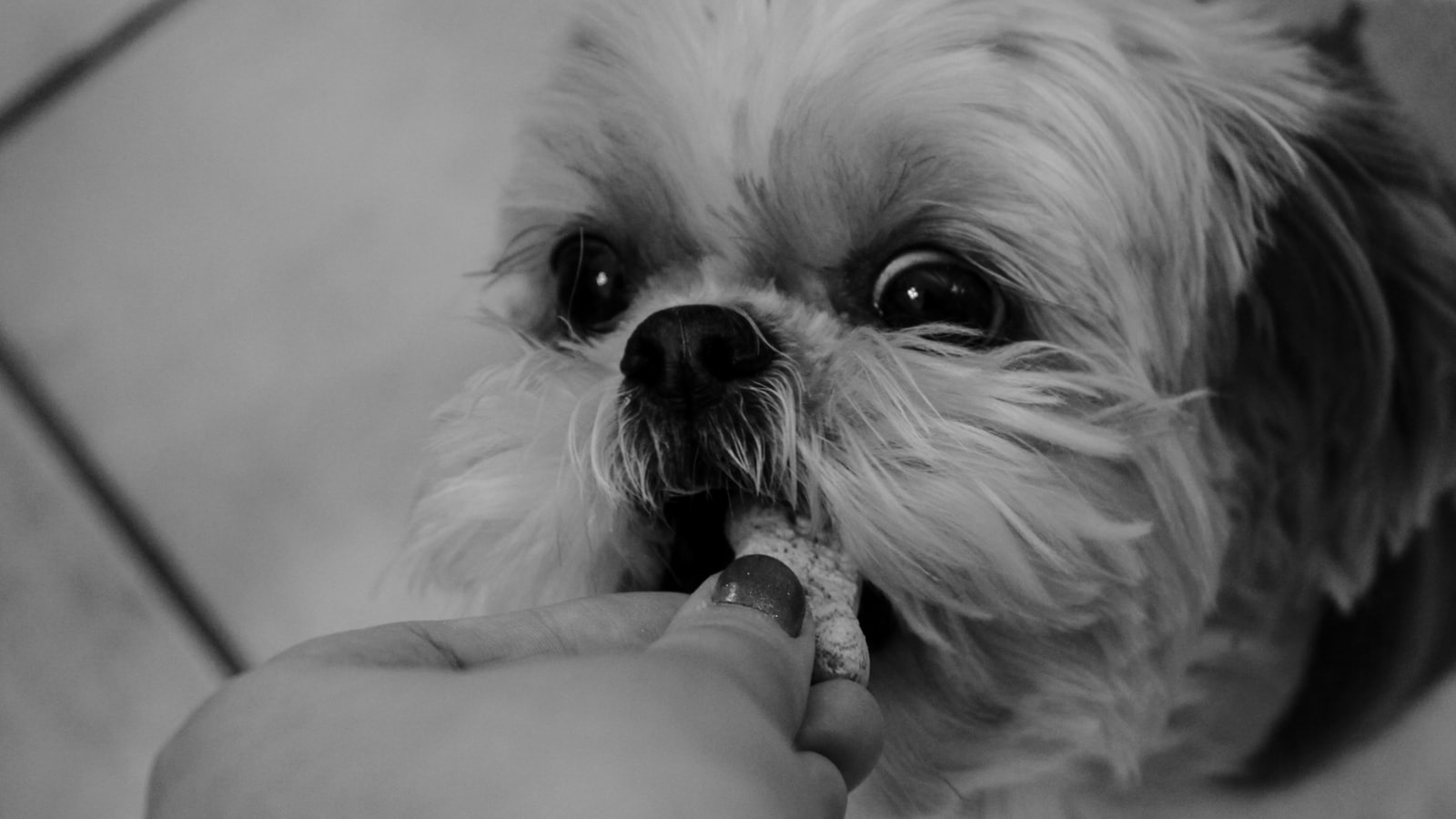 A person feeds a small fluffy dog a treat.