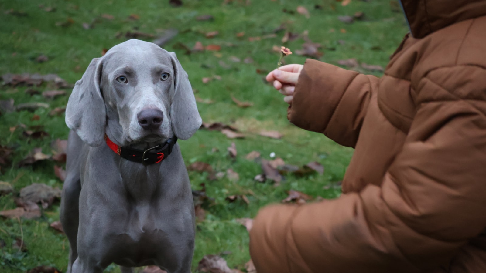 a person feeding a dog a piece of food